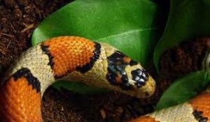 f1_06gjarp1375802320