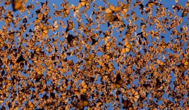 f1_10flutra1376164760