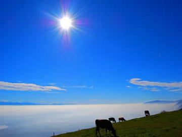 temp_Diell_1_253231811