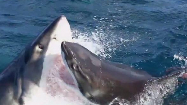 ccedil-far-euml-ndodh-kur-p-euml-rplasen-dy-peshkaqen-euml-video_hd